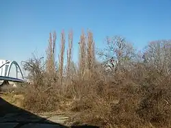 Soví les