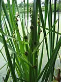 Zevar vzpřímený (Sparganium erectum)[4]