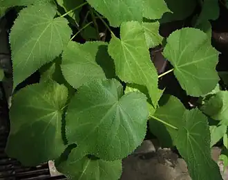 alternativní popis obrázku chybí