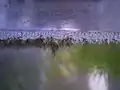 Vylíhlý, ale nerozplavaný plůdek rájovce pod pěnovým hnízdem