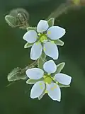 Květy