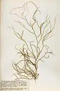 Spermatochnus paradoxus