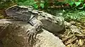 Sphenodon punctatus