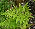 Sphenomeris chinensis