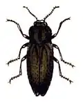 krasec