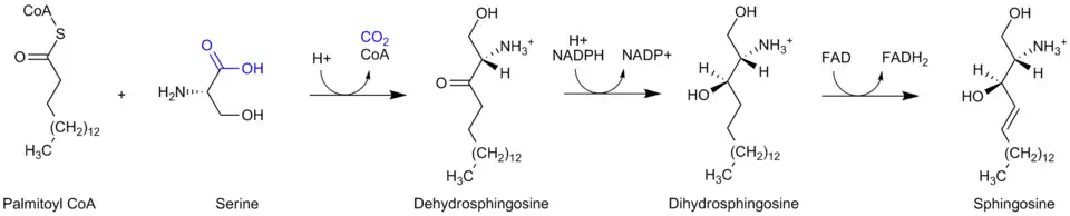 Sphingosin syntéza