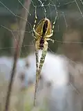 Meta podzimní (Metellina segmentata)