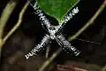 Zbarvení křižáka stříbrného (Argiope argentata) je příkladem spíše somatolýzy než varovným zbarvením.