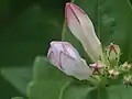 Poupata Spigelia gentianoides