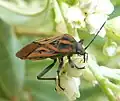 Ploštice Spilostethus rivularis na květech Ozoroa paniculosa