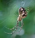 Meta podzimní (Metellina segmentata) samice na síti
