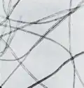 Pavoučí hedvábí z Madagaskaru 100 x zvětšeno (snímek z roku 1931)