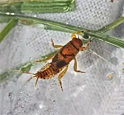Nymfa Ephemerella invaria