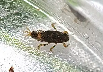 Nymfa Serratella carolina