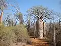 Trnitý les v Ifaty s baobabem Adansonia rubrostipa