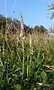 Spiranthes spiralis