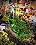Dendrolycopodium obscurum ze Severní Ameriky