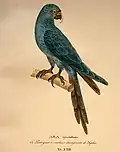 Cyanopsitta spixii