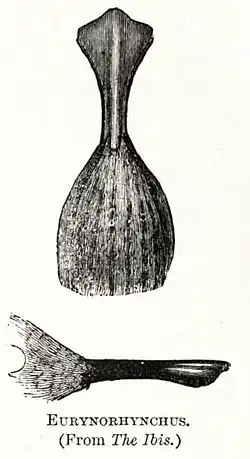 Zobák (1891)