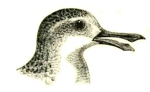 Hlava (1890)