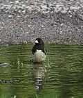 Sameček