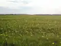 Obrázek, kde můžeme vidět louku.