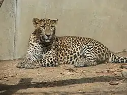 Odpočívající jedinec v ZOO Jihlava