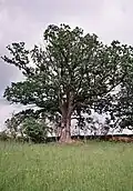 Dub v louce ve skupině stromů na Střížovecké plané hoře.