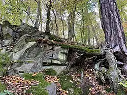 Stříbrný luh