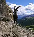 Kozorožec u paty jižní stěny