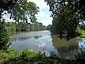 Staré Labe (mrtvé rameno)