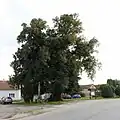 Tisíciletá lípa na návsi.