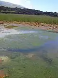 Porost táhlice přímořské na Havaji