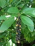 Citharexylum caudatum s plodenstvím