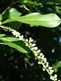 Citharexylum caudatum s květenstvím