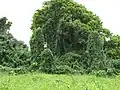 Thunbergia laurifolia jako invazní rostlina na Havaji