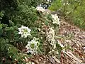„Jamajské oregano“ Lippia micromera