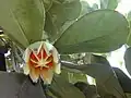 Puklý plod Clusia rosea