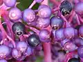 Nezralé plody Medinilla cumingii