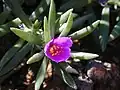 Šrucha Portulaca pilosa