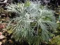 Listy Hunnemannia fumariifolia