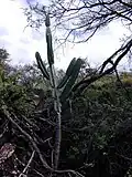 Cereus uruguayanus v křovinném porostu, Uruguay