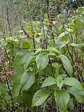 „Oregano Cimarrón“ – bazalka Ocimum gratissimum
