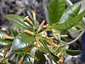 Kvetoucí Alyxia oliviformis