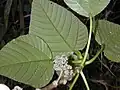 Urera glabra