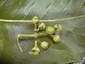 Plody