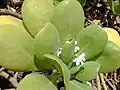 Vějířovka takada (Scaevola taccada)