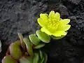 Šrucha Portulaca lutea