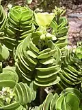 Šrucha Portulaca molokiniensis