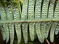 Kupky na spodu listu Dicranopteris linearis